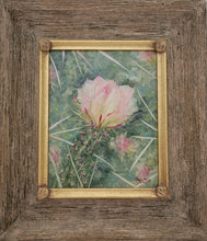 Load image into Gallery viewer, Emerging Triumphant - original oil painting cactus flower desert southwest southwestern thorns nature canvas wall art home decor paintings garden plant Arizona decoration